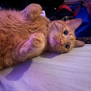 Meet Payton and one of her cats (the cover)!! Payton’s welcome to new friends!